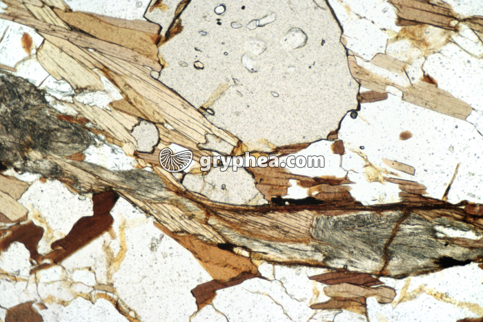 Micaschiste MB117 LPNA x25 - gryphea.org